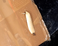 Danielithosia immaculata