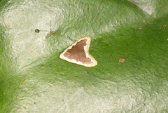 Diduga flavicostata