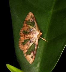 Carriola seminsula
