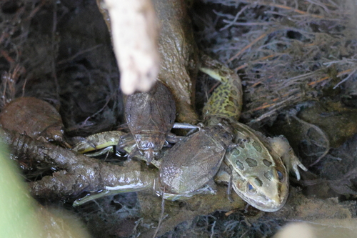 Lowland Leopard Frog (Lithobates yavapaiensis), a species recorded in Arizona