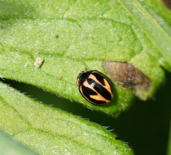 Micraspis flavovittata