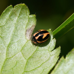 Micraspis flavovittata
