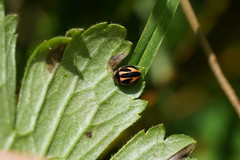 Micraspis flavovittata