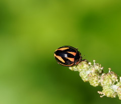Micraspis flavovittata