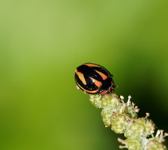 Micraspis flavovittata