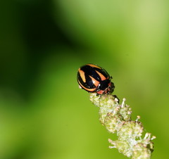 Micraspis flavovittata