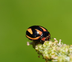 Micraspis flavovittata