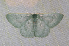 Orothalassodes curiosa