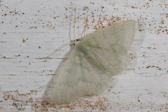 Orothalassodes curiosa