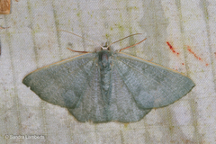 Orothalassodes curiosa