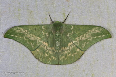 Tanaorhinus malayanus