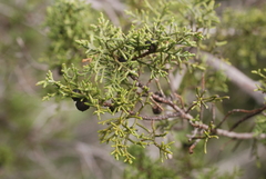 Juniperus phoenicea
