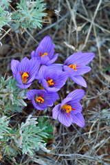 Crocus pallasii