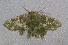 Paramaxates polygrapharia