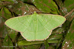 Ornithospila succincta