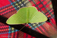 Ornithospila bipunctata