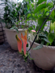 Clinacanthus nutans