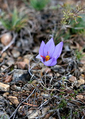 Crocus pallasii