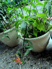 Clinacanthus nutans