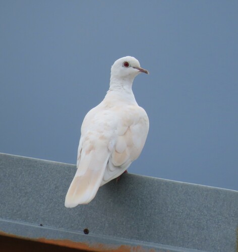 African Collared-Dove, 767 01 Kroměříž-Kroměříž 1, Česko, photo 9 of 10