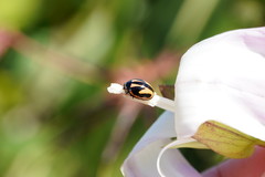 Micraspis flavovittata