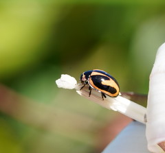 Micraspis flavovittata