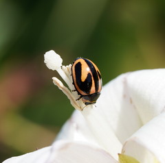 Micraspis flavovittata