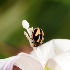 Micraspis flavovittata