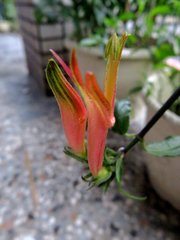 Clinacanthus nutans