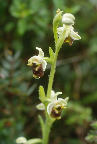 Image of Ophrys levantina by no rights reserved