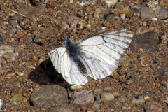 Pontia sisymbrii