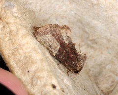 Elusa antennata