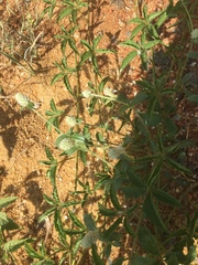 Gomphrena celosioides