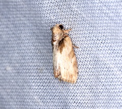 Etanna breviuscula