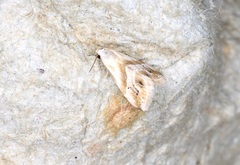 Eublemma roseana
