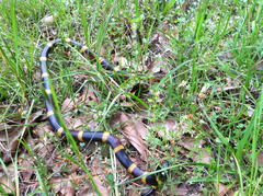 Micrurus tener tener