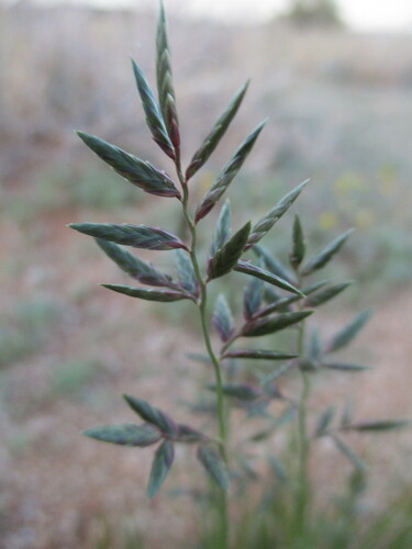 Image of Eragrostis nindensis by no rights reserved