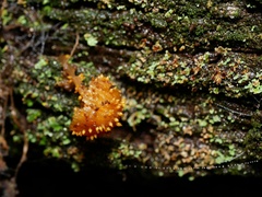 Neobarya agaricicola