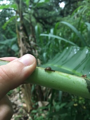 Ovachlamys fulgens