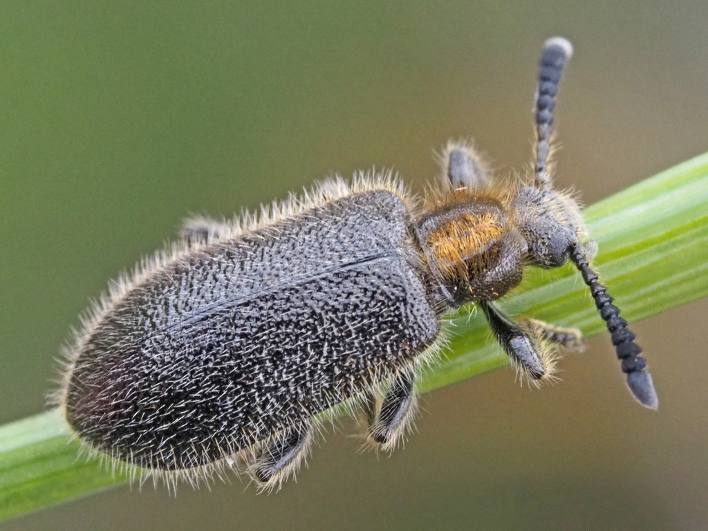 Lopholagria