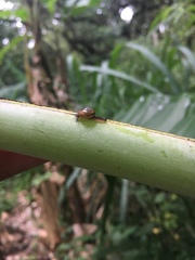 Ovachlamys fulgens