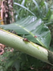 Ovachlamys fulgens