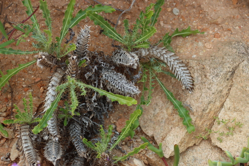 Acanthopsis tetragona (Acanthopsis tetragona)