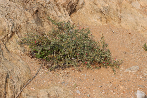 Image of Indigofera pungens by (c) Tony Rebelo, some rights reserved (CC BY-SA)