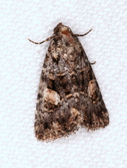 Condica macrosema