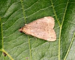 Hydrillodes abavalis