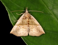 Hypena similata