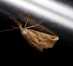 Hypena labatalis