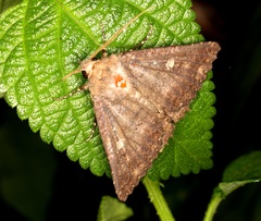 Hypersypnoides submarginata