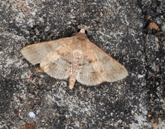 Hypospila